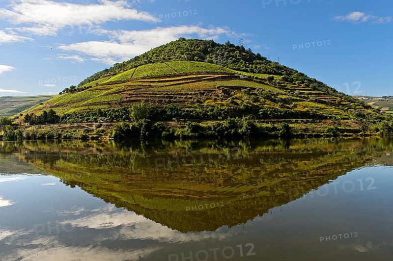 Vineyard reflected in the river Douro near Pinhao