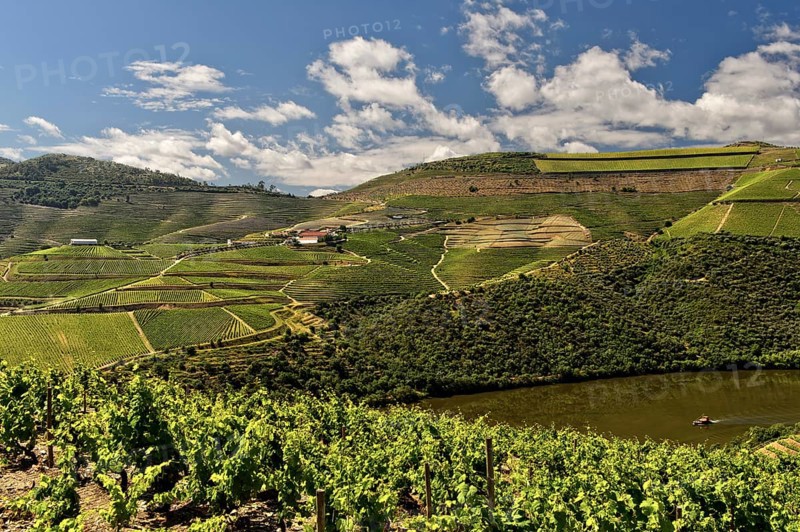 Vineyards in the port wine region Alto Douro