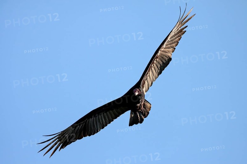 Turkey vulture (Cathartes aura) on the fly