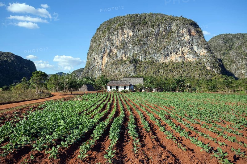 Tobacco growing