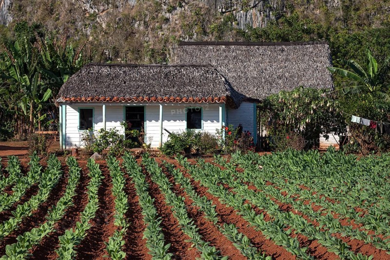 Tobacco growing