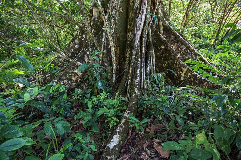 Tree with buttress roots