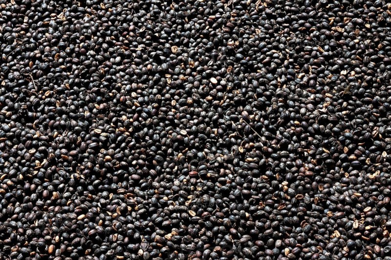 Coffee beans drying outside