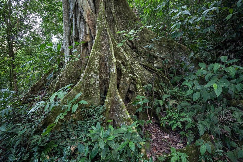 Tree with buttress roots (Terminalia)