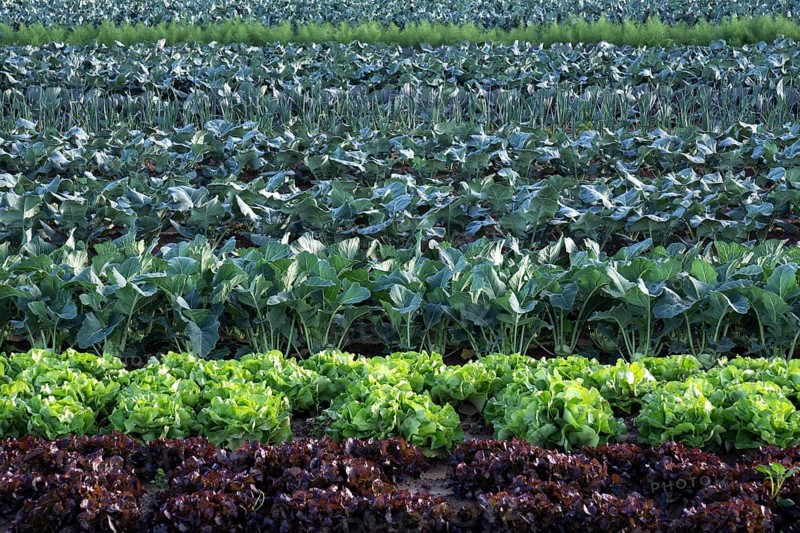 Vegetable field