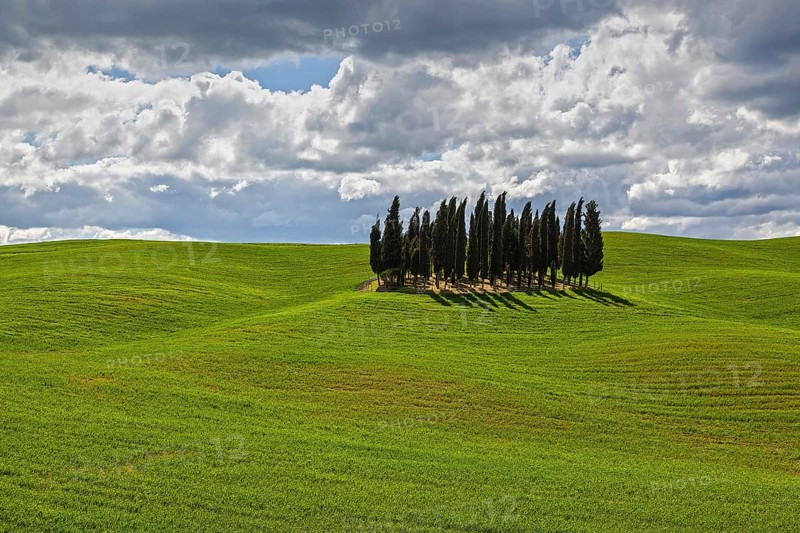 Group of Cypresses in cornfield