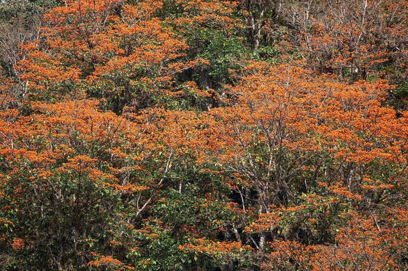 Orange flowering coral trees (Erythrina poeppigiana)