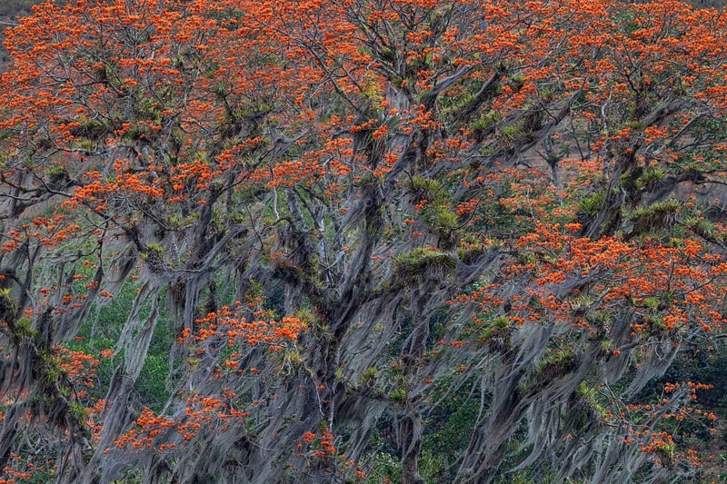 Orange flowering coral tree (Erythrina poeppigiana) overgrown with Old Man's Beard (Usnea)