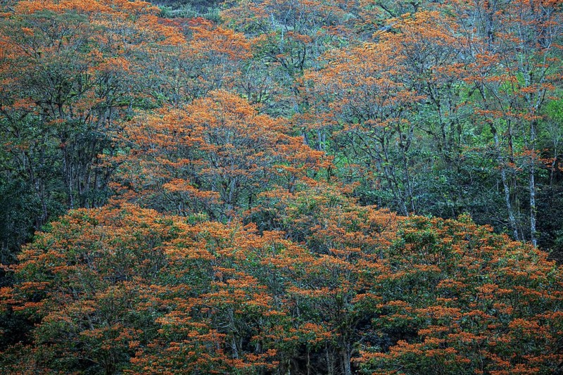 Orange flowering coral trees (Erythrina poeppigiana)
