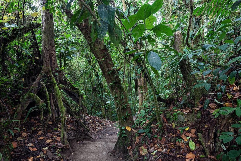 Hiking trail through tropical vegetation in the rainforest