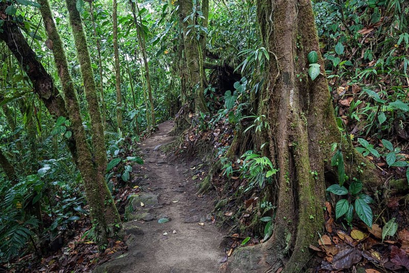 Hiking trail through tropical vegetation in the rainforest