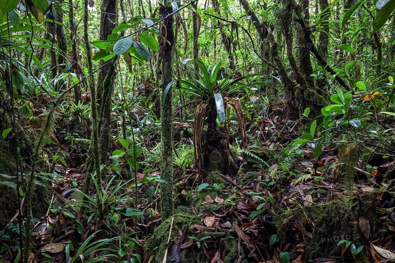 Tropical vegetation in the rainforest