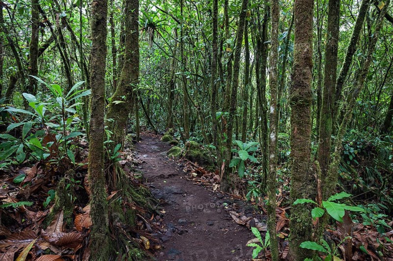 Hiking trail through tropical vegetation in the rainforest