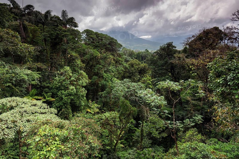 Dense vegetation in tropical rainforest