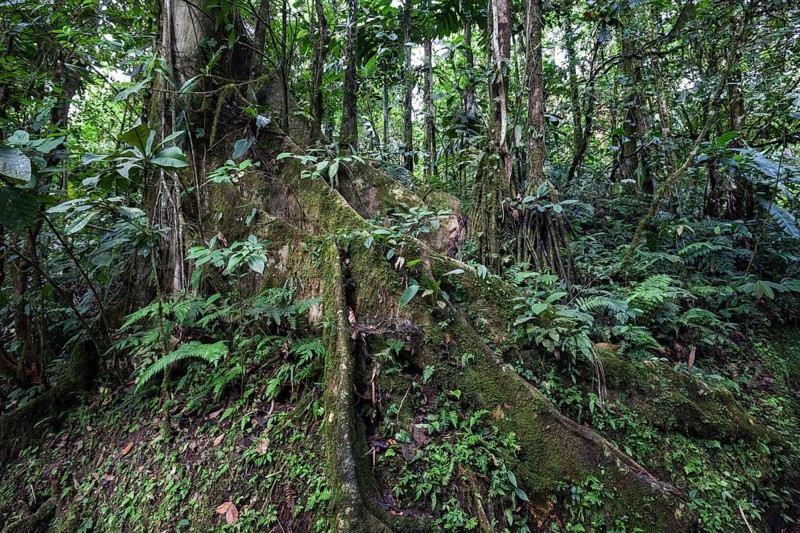 Extensive tree roots