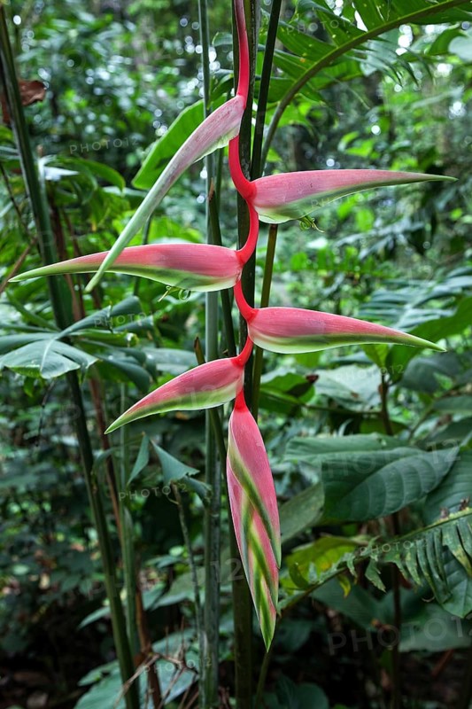 Heliconia (Heliconia chartacea)