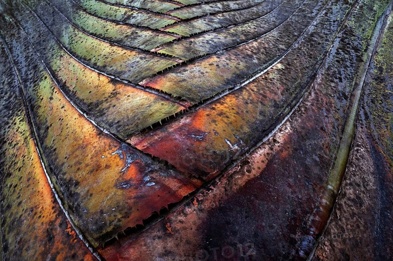 Tree trunk