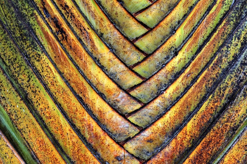 Tree trunk