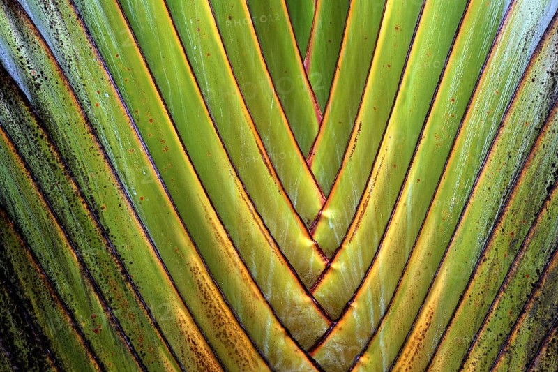 Tree trunk