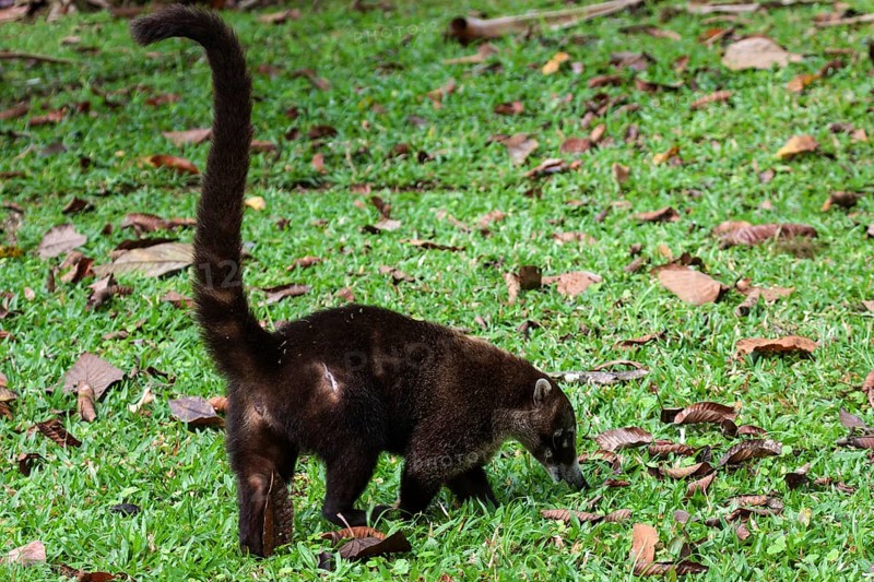 White nosed coati (Nasua narica)