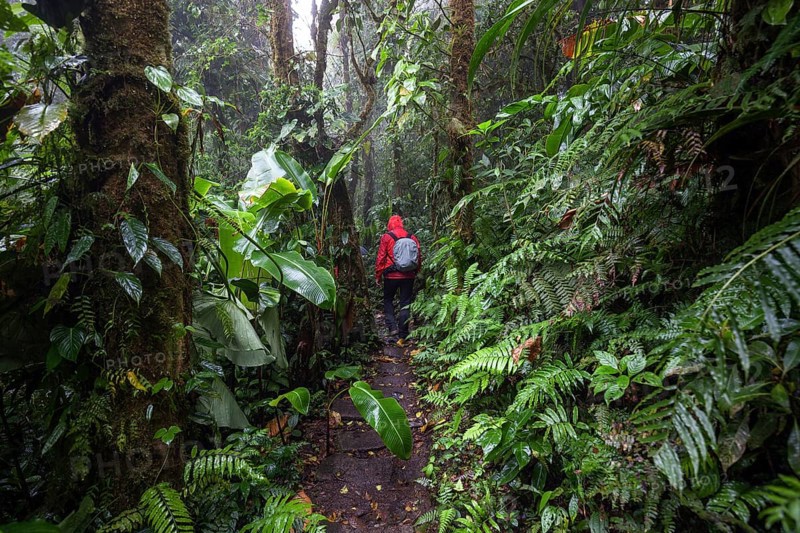 Hikers on a hiking trail through dense vegetation in cloud forest