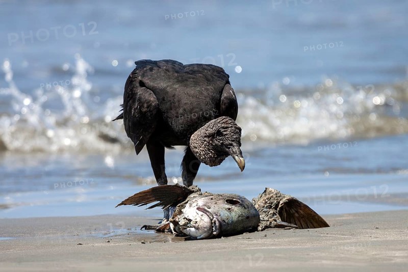 Black Vulture (Coragyps atratus) eats dead washed up fish on the beach