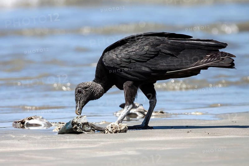 Black Vulture (Coragyps atratus) eats washed up dead fish on the beach