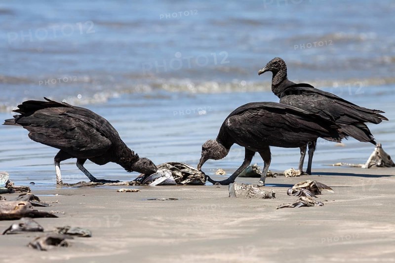 Black Vultures (Coragyps atratus) eat washed up dead fish on the beach