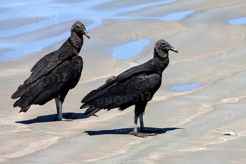 Two Black Vultures (Coragyps atratus) on the beach