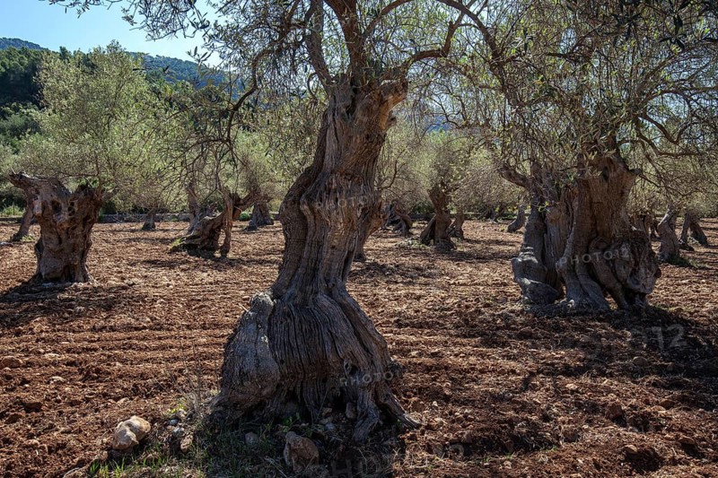 Olive plantation
