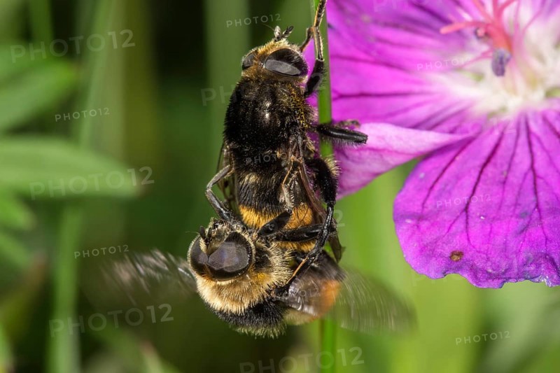 Bumblebee Hoverflies (Volucella bombylans)