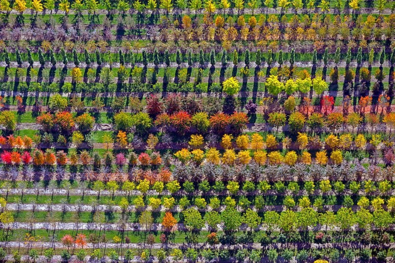 Colourful rows of autumnally coloured trees in a tree nursery