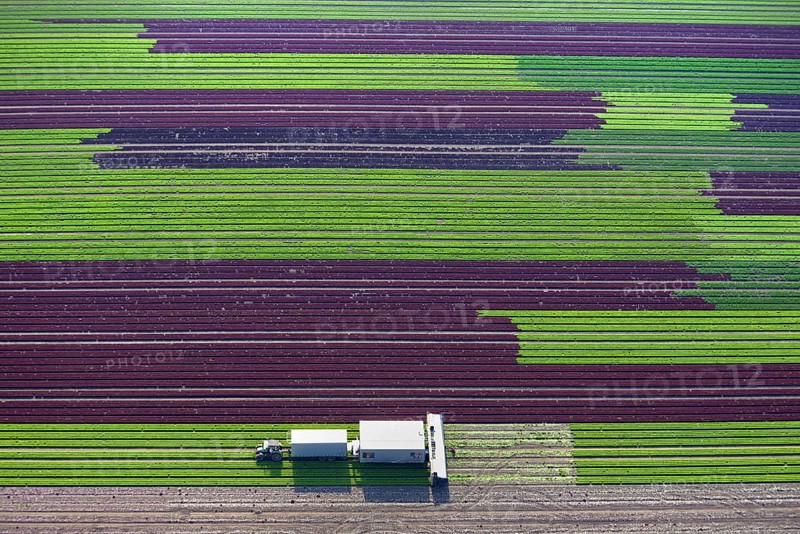 Harvester on lettuce field