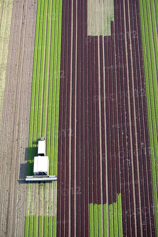 Harvester on lettuce field