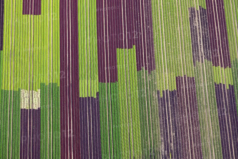 Salad fields