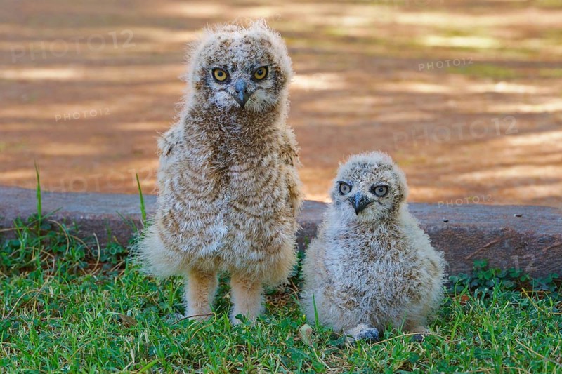 Cape Eagle-Owl (Bubo capensis)