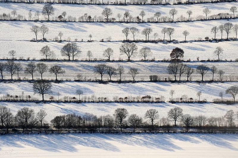Bushes and Trees in Rows