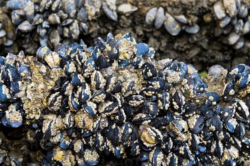 Mussel bank
