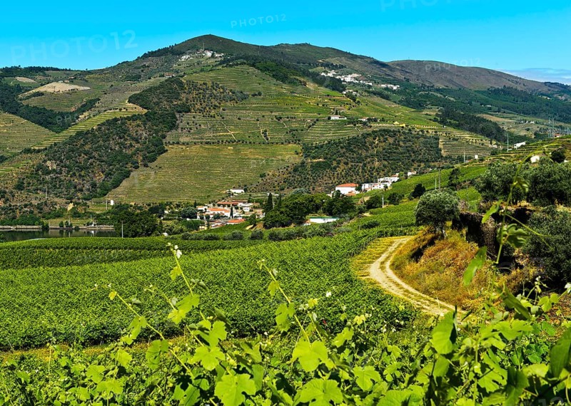 Vineyards in the wine region Alto Douro