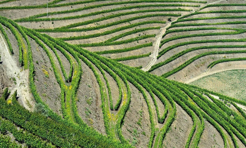 Vineyard in the port wine region Alto Douro near Pinhao