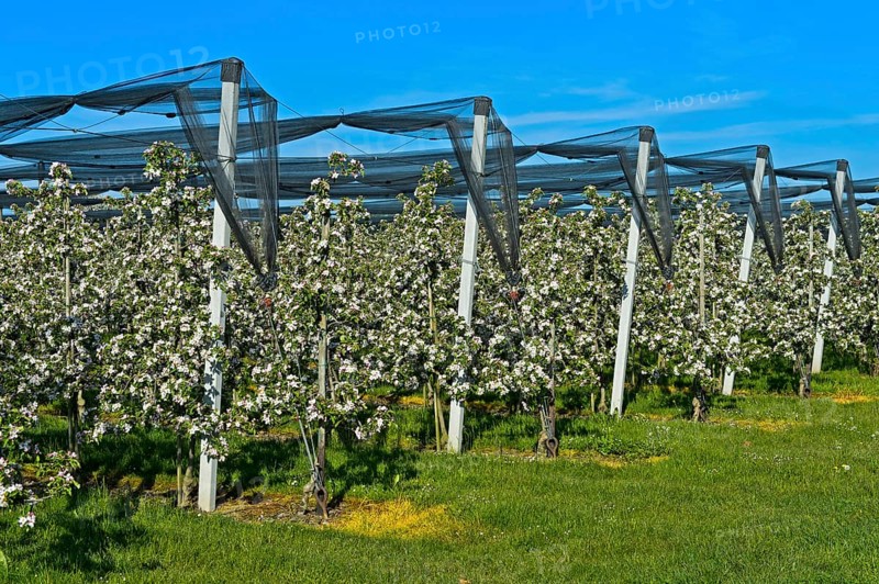 Intensively managed apple tree plantation in low trunk culture during flowering
