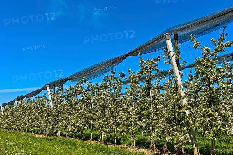 Intensively managed apple tree plantation in low trunk culture during flowering