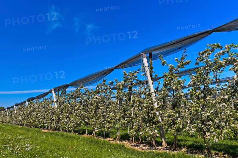 Intensively managed apple tree plantation in low trunk culture during flowering