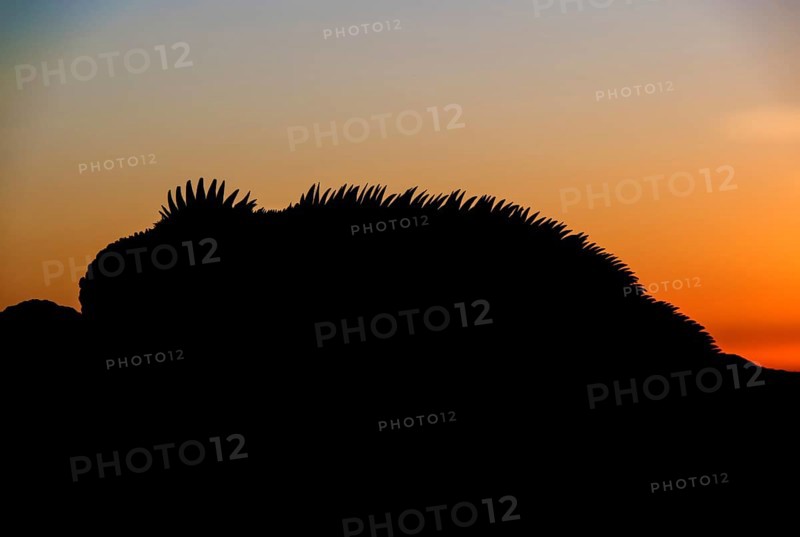 Silhouette