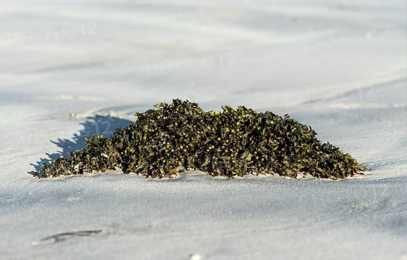 Bladder wrack (Fucus vesiculosus) on sandy beach