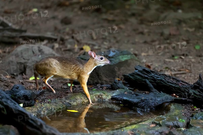 Lesser mouse-deer or kanchil (Tragulus kanchil) at waterhole