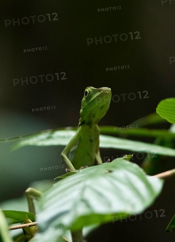 Green Crested Lizard (Bronchocela cristatella) between leaves
