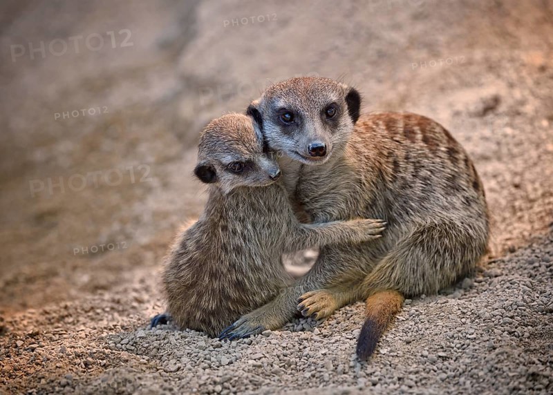 Meerkats (Suricata suricatta)