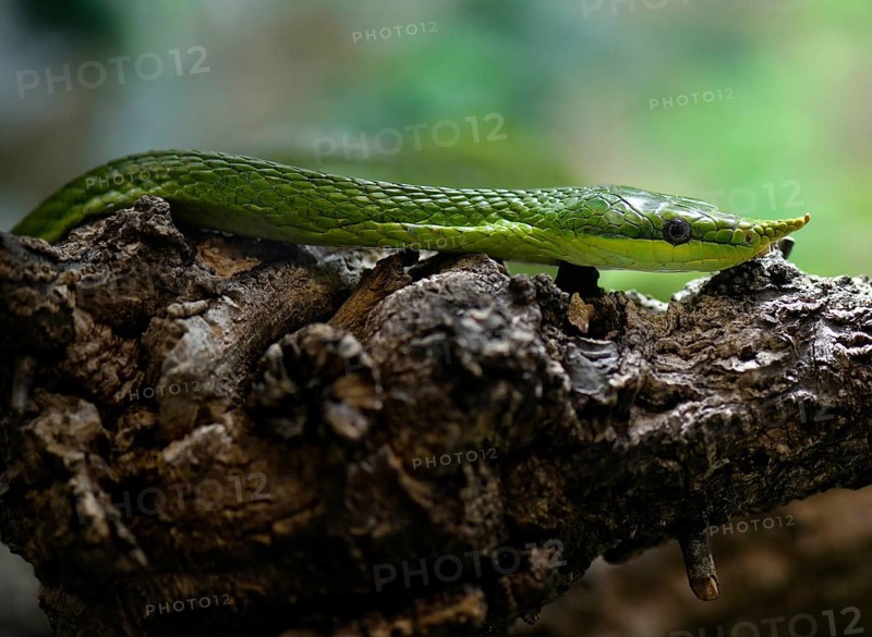 Rhinoceros ratsnake (Gonyosoma boulengeri)