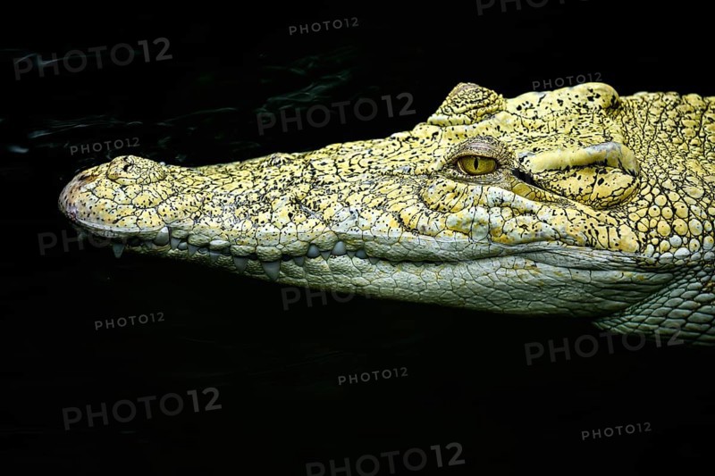 Saltwater crocodile (Crocodylus porosus)